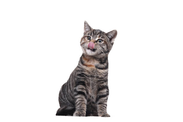 istock portrait of a beautiful cat 1076341970