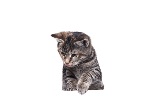 istock portrait of a beautiful cat 1076341992