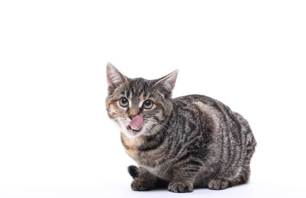 istock portrait of a beautiful cat 1076343052