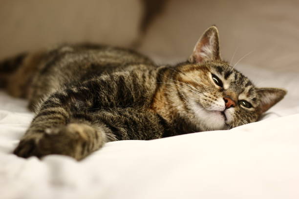 istock portrait of a lovely kitten 1076343682