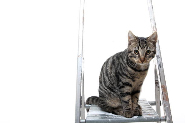 istock portrait of a lovely kitten 1076343716
