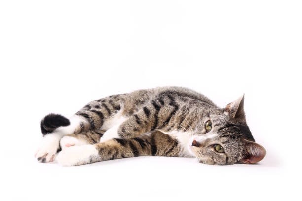 istock portrait of a beautiful kitten 1076344520
