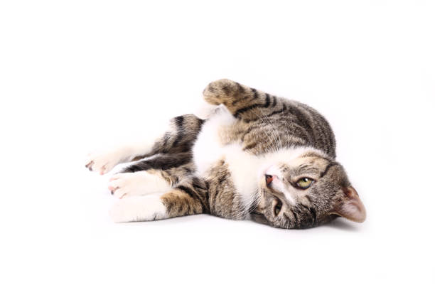 istock portrait of a beautiful kitten 1076344558