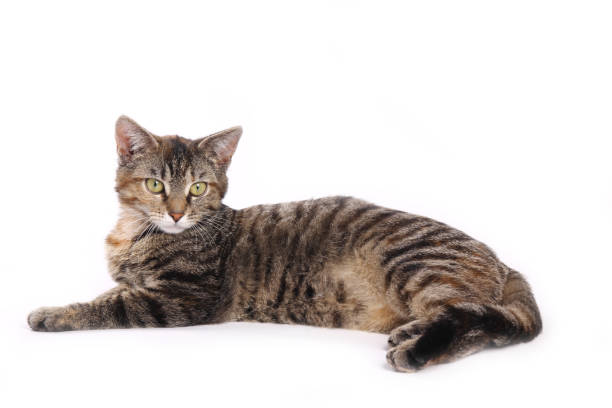 istock portrait of a beautiful kitten 1076344726