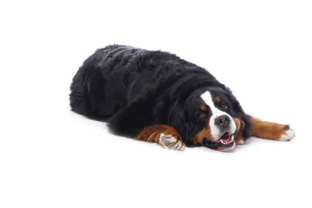 istock Portrait of a beautiful dog 1076344808