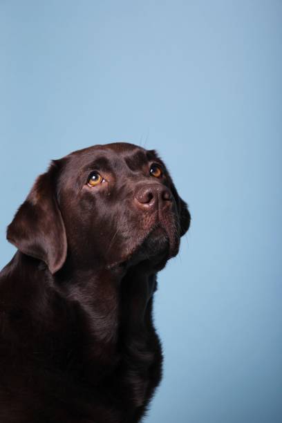 istock Portrait of a beautiful dog 1076344858