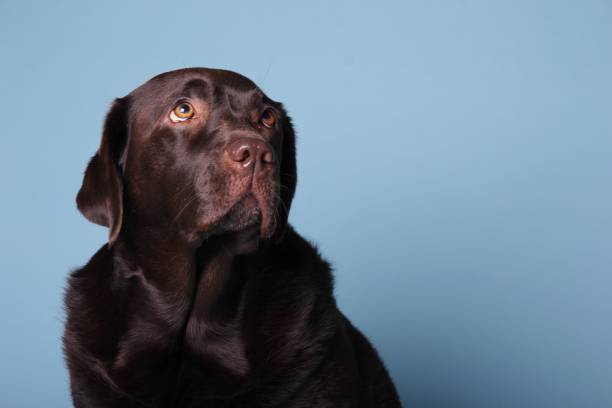 istock Portrait of a beautiful dog 1076344864