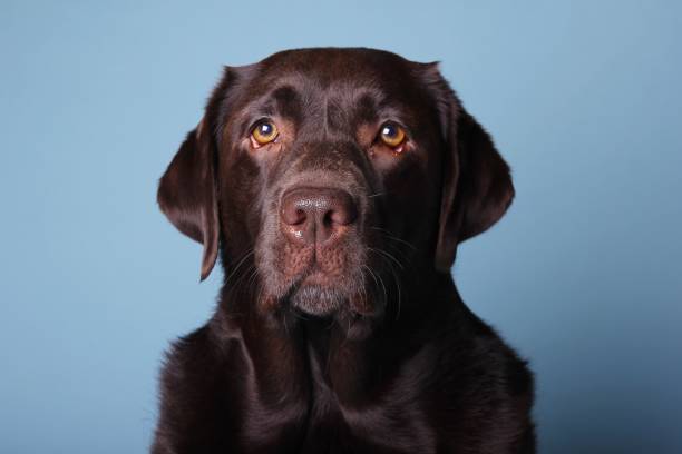 istock Portrait of a beautiful dog 1076344868