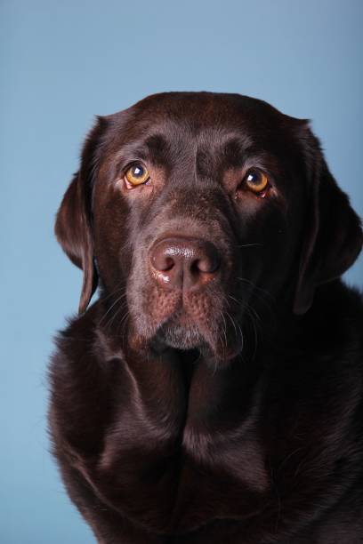 istock Portrait of a beautiful dog 1076344874