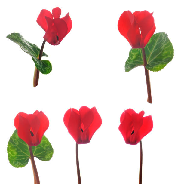 Close up of a pink cyclamen flower with copy space