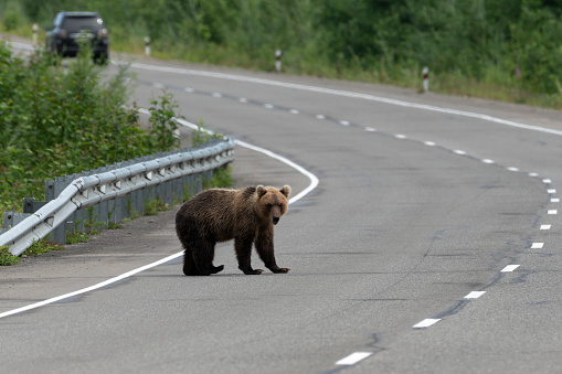 Grizzly bear and her yearling cubs walking down the highway in the Yellowstone Ecosystem in western USA of North America. The nearest city is Jackson, Wyoming.