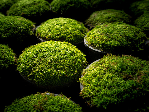 The Moss Put in a Pots in a Row Preparing to Sale