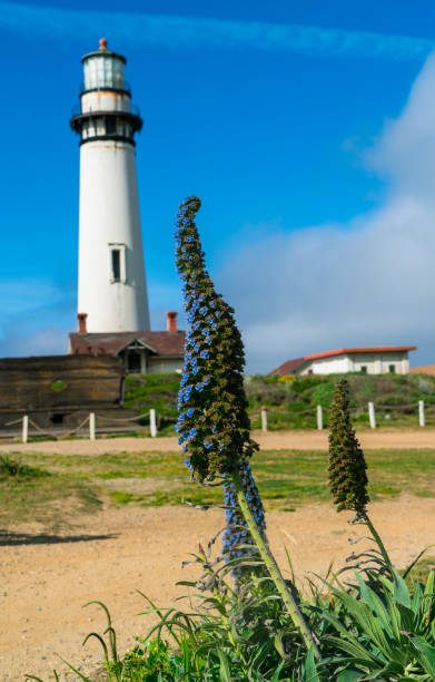 istock Northern California Lighthouse Spring time flowers 1076351580