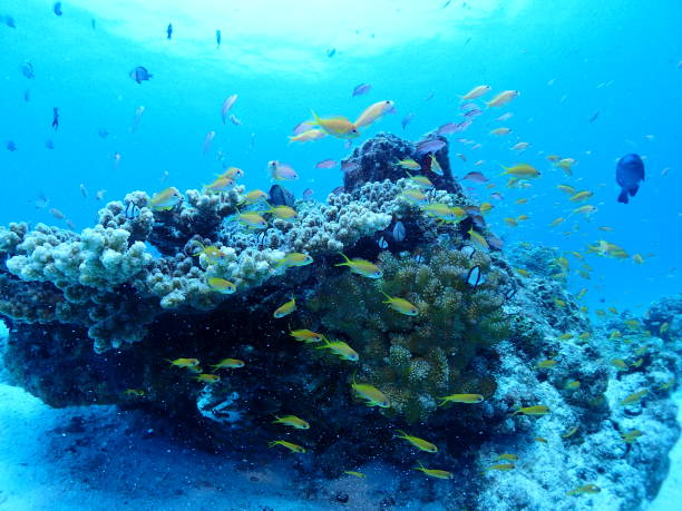 istock Coral Reefs and Lyretail Coralfish 1076355612