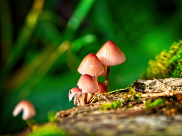 istock Close up of mushrooms 1076357962