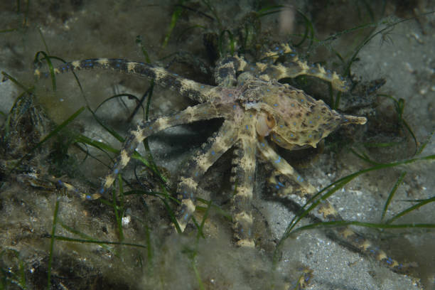 istock Southern Blue-ringed Octopus, Victoria, Australia 1076368536