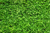 Green leaf wall background.
