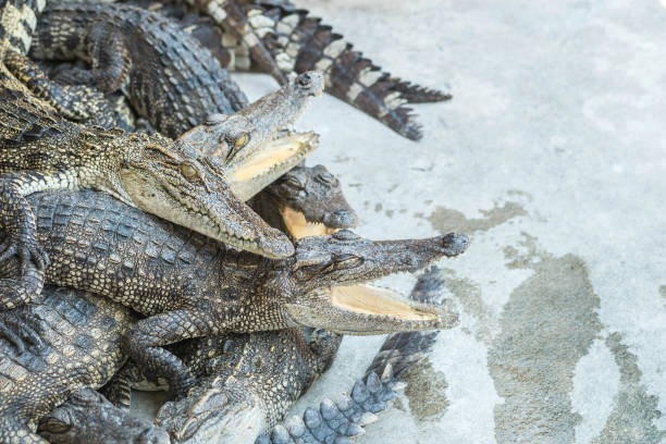 istock Closeup crocodiles at alligator pond in thailand 1076385424