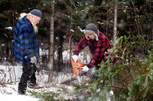 Multi-generational family go get his Christmas tree on the woodland of Papy. Father and son sawing fir tree with a chainsaw. The color and horizontal picture is taken in Quebec Canada.
