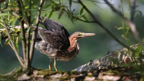 Green heron stretching it's wings after landing in a tree
