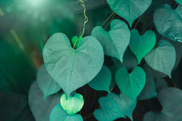 Cut out leaf shape of heart