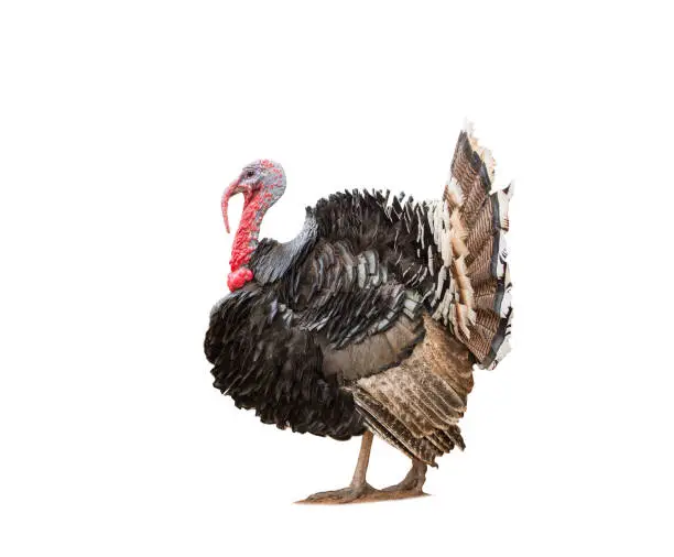 Photo of turkey isolated on the white background.