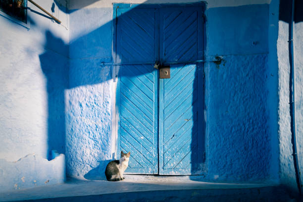 Chefchaouen cats by the door stock photo