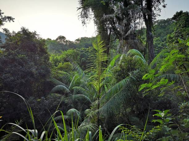 istock Aberdeen country park, Hong Kong 1076393862