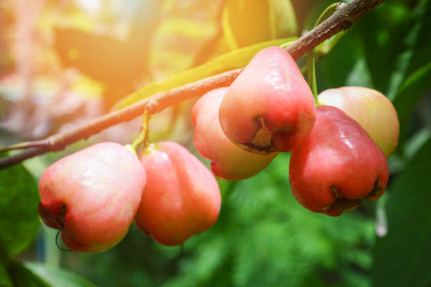 istock resh red rose apples tropical fruit on tree in the garden fruit 1076395248