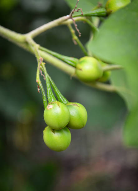 istock wild eggplant or pea eggplant turkey berry fruit on the tree 1076395254