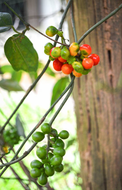 istock fruit seed tiliacora triandra of name in thai Yanang 1076395304