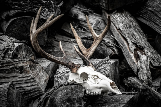 istock Buck Skull on Woodpile 1076395550