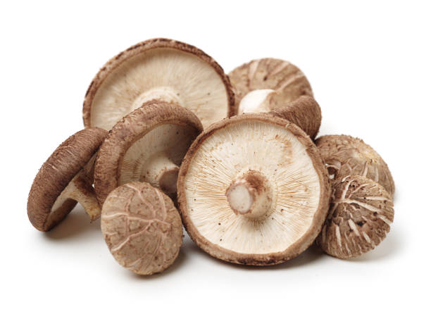 istock Shiitake mushroom on a white isolated background 1076395636