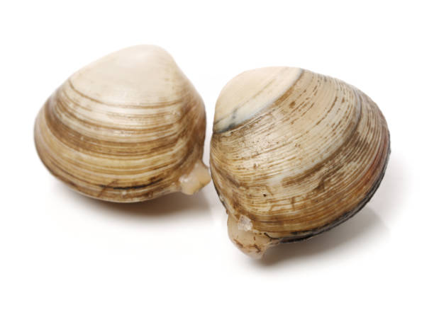 istock Hard clam, quahog  isolated on a white background 1076398028