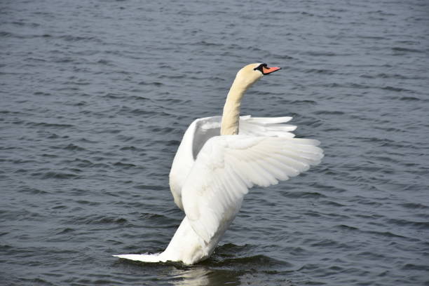 istock swan at sinji lake 1076400128