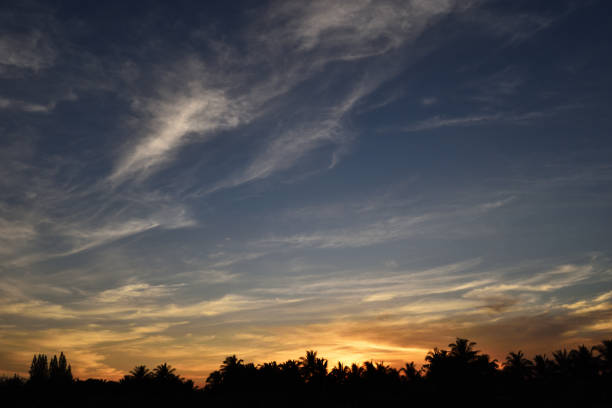 istock Silhouette of coconut palm and other trees with beautiful sky at sunset 1076404708