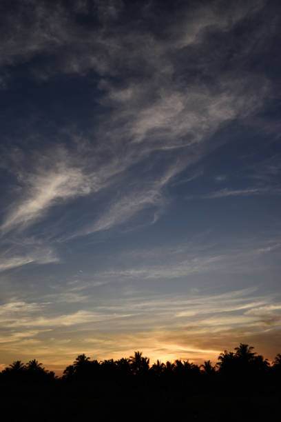 istock Silhouette of coconut palm and other trees with beautiful sky at sunset 1076404792