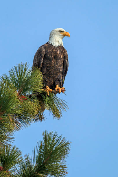 maestosa aquila su un ramo di pino. - north america bald eagle portrait vertical foto e immagini stock