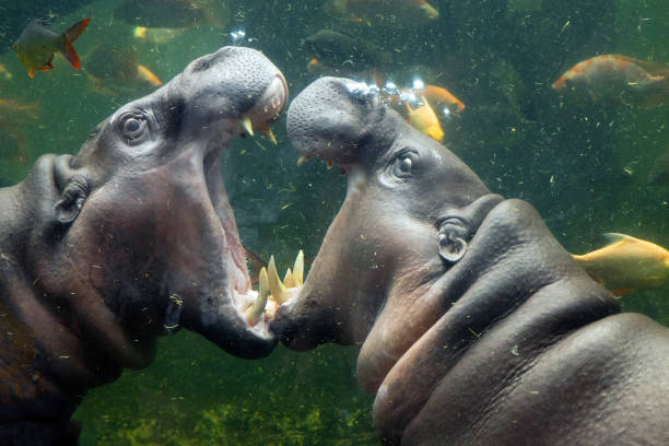 Hippopotamus, a genus of Hippopotamus, mammalian class, artiodactyla, is a large, omnivorous freshwater species.Hippos are listed on the IUCN Red List of Threatened Species (IUCN).The hippopotamus is huge, 4 meters long, 1.5 meters high at the shoulder, weighing about 3 tons, the whole body skin is bare, purple brown. 4-5 years of sexual maturity, life span 30-40 years. It is found in Africa.