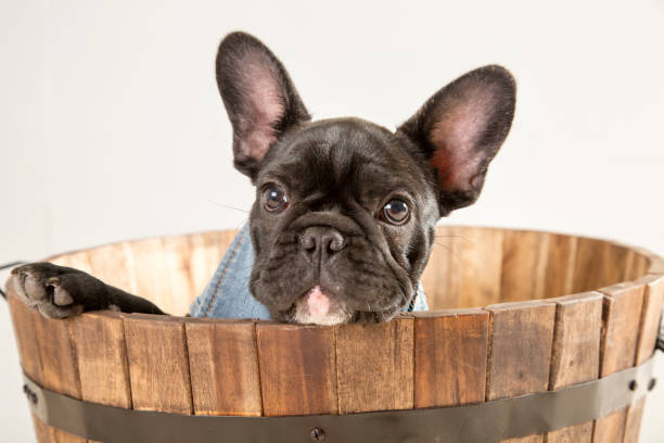 istock French Bulldog Puppy 1076406780