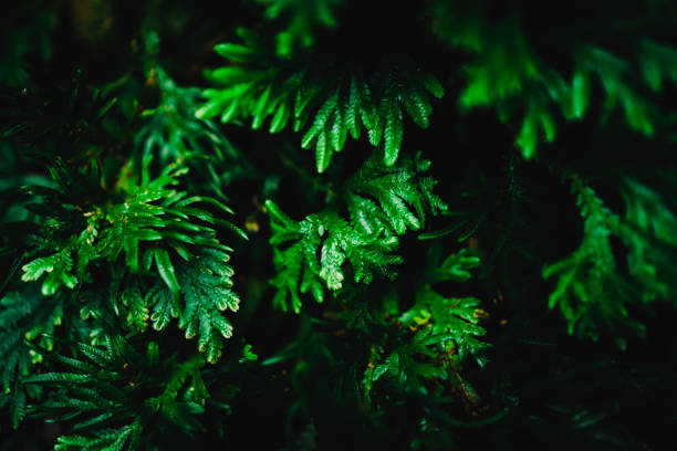 istock Selective focus closed up tropical summer green leaf background with sunlight. 1076410048