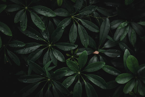 istock Selective focus closed up tropical summer green leaf background with sunlight. 1076410516