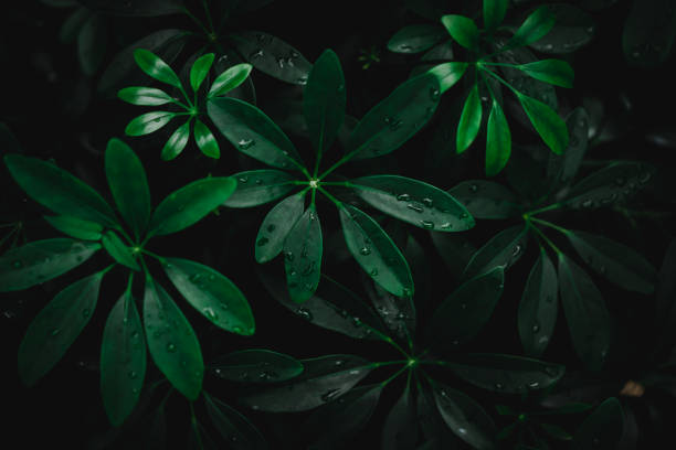 istock Selective focus closed up tropical summer green leaf background with sunlight. 1076410520