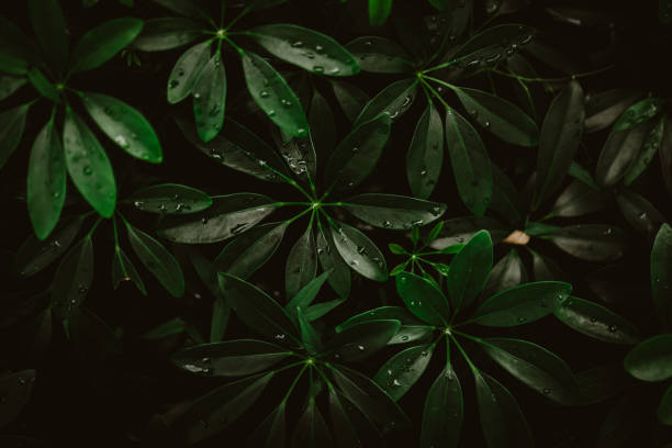istock Selective focus closed up tropical summer green leaf background with sunlight. 1076410570