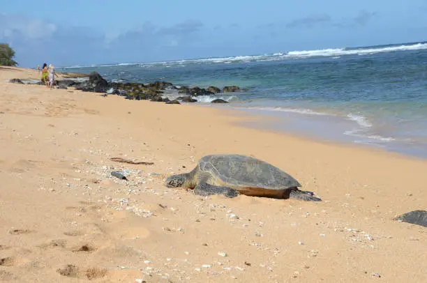 Green sea turtle (a protected species) sunning on Larsen's Beach, Kauai, Hawii. Beach scattered with litter.