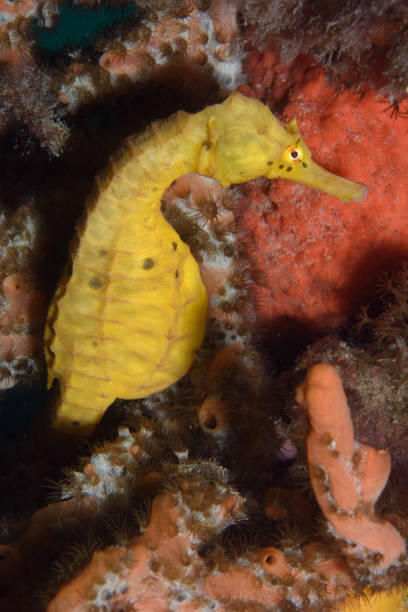 istock Big-bellied Seahorse, Victoria, Australia 1076429366