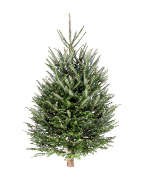 istock Christmas Tree Fraser Fir 1076431158