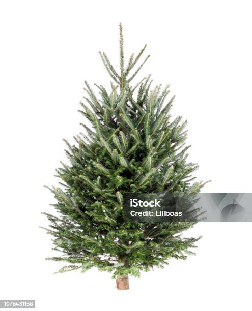 Christmas Tree Fraser Fir Stock Photo - Download Image Now - Fraser Fir, Fir Tree, Christmas Tree