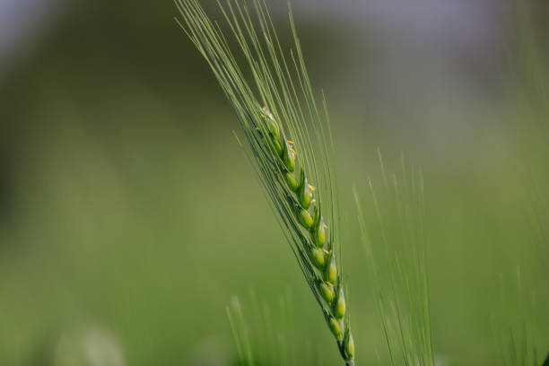 Green wheat farm india
