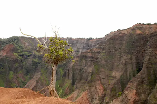 Lone tree on the edge of Waimea Canyon in Kauai, Hawaii